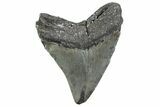 Serrated, Fossil Megalodon Tooth - North Carolina #381381-1